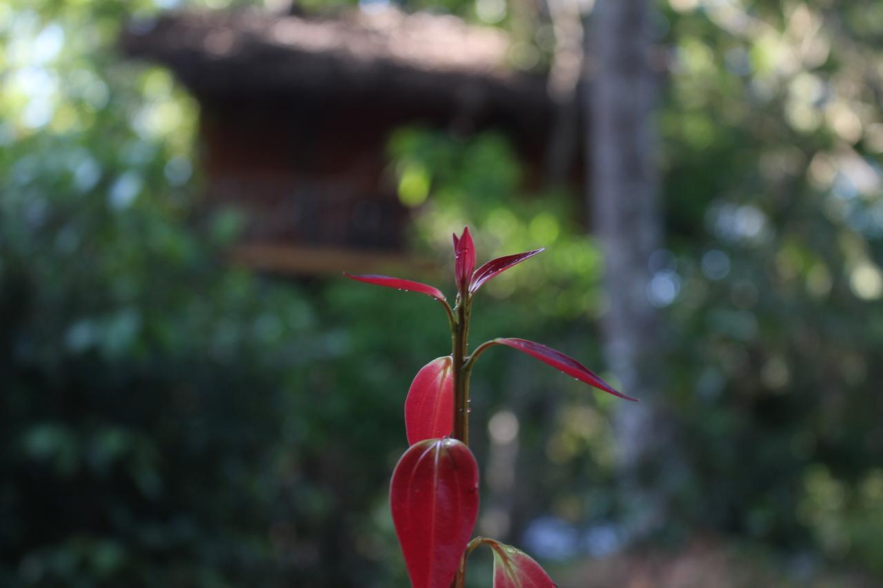 Tree House-Midigama Villa Уелигама Екстериор снимка